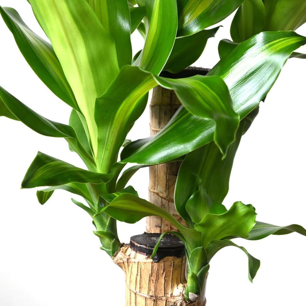 観葉植物 Amazon｜観葉植物 本物 幸福の木 6号鉢｜観葉植物 オンライン通販